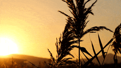 最适合发呆、晒太阳、撸猫的日子，大约在冬季