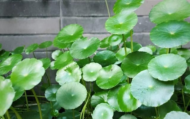 十一月，家里的植物