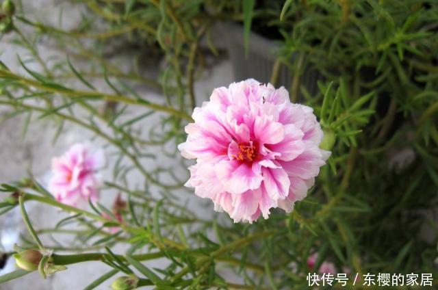 #小花#养花就养3种小花,花朵小巧可爱数量多,造型奇特抓人眼球