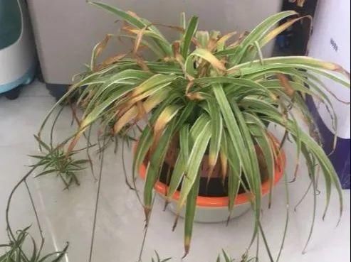  「图片作者」10种花，春天不能晒，躲屋里最安全！