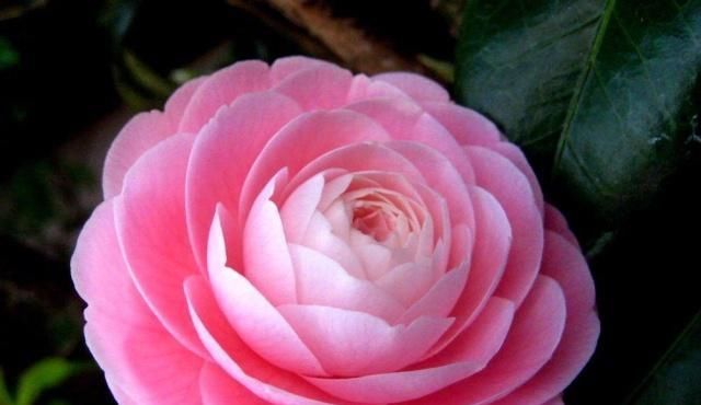  空气湿度：有哪些因素影响到茶花生长？如何让它生长枝繁叶茂？