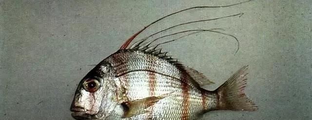  「东山叫红」46种海钓常见的鲷类鱼，最后一种高价的鱼原来也是鲷鱼，才知道