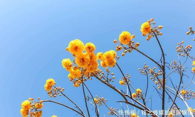 『漂亮』拍花,用天空做背景,简单又漂亮