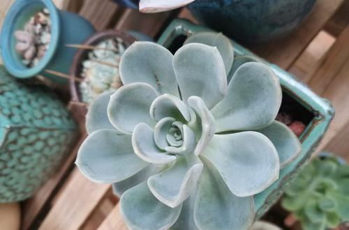  「勤快」多肉锦晃星长势好易出锦的养护技巧，不要太勤快，有多懒就多懒