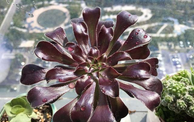 【养护时】多肉植物黑法师在春天的养护方法