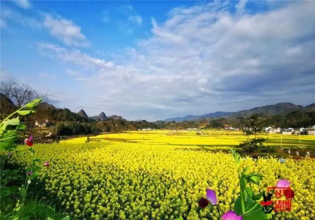  油菜花：一不小心，贵州黄平把春天打翻了