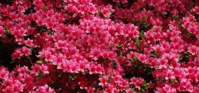 野生英山红的生长■怎样使映山红盆景多开花