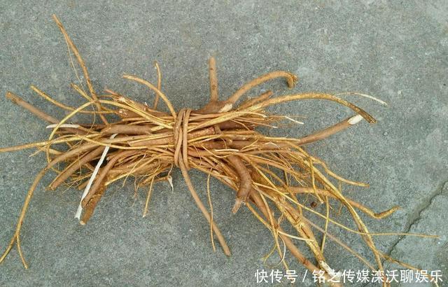 人称:这植物人称“五爪龙”,看着不起眼,用处却不少,可惜不多见了