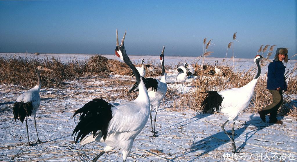 日本摄影大师拍摄的老照片 1981年冬天的黑龙江