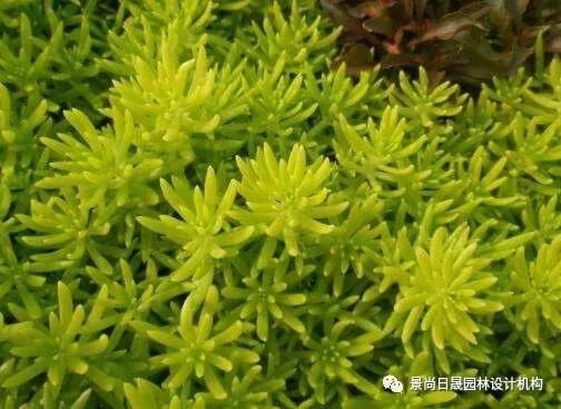  『适合』适合庭院种植的27种常用宿根花卉