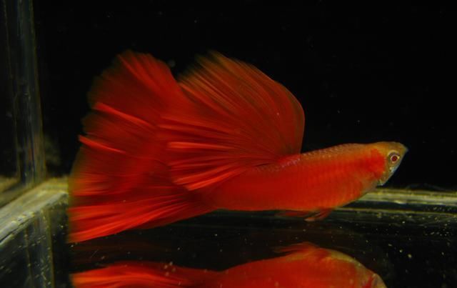  【均表现为】孔雀鱼太好繁殖啦，所以孔雀鱼的品种多到让你数不过来！