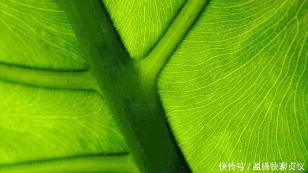 这部纪录片央视发力了,每一帧都可以当壁纸,BBC也无法超越