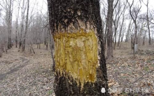  「珍贵」此植物，树干极为珍贵，请辨认好，别让人为破坏