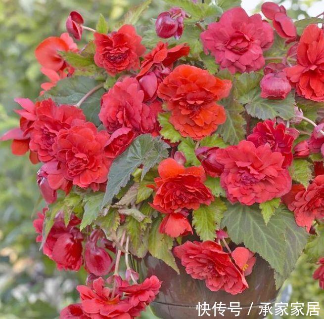 家里|家里阳台养花,首选几种花,花开美很大气,花色艳丽娇艳无双