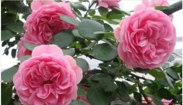  『娇艳』最受欢迎的“4种花”，花朵娇艳、花期长，开花耀眼，人见人爱！
