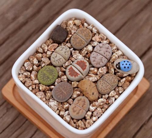  『石头花的养殖方法』花卉种植技术：种植多肉石头花，简单一招让“小石头”爆盆生长！