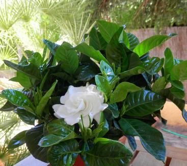  栀子花■栀子花马上要死翘翘了？给它来点“小东西”，起死回生，蹭蹭长