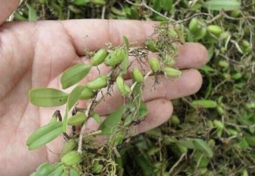  『种植物』岩石上，1种杂草“很独特”，其实珍贵，拔1棵少1棵，要保护！