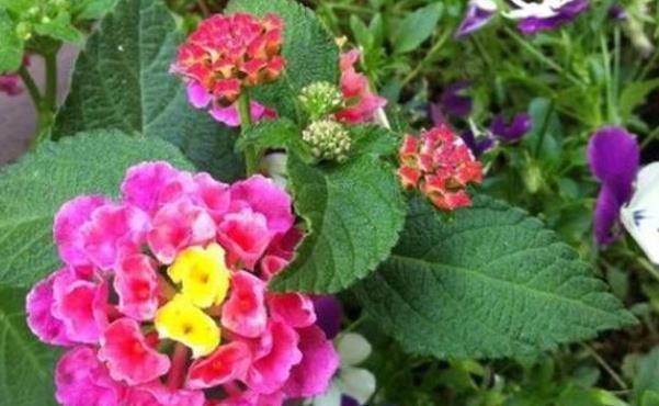 盆栽@这植物在国外臭名昭著，却在国内当盆栽养，你可能常见但叫不出名