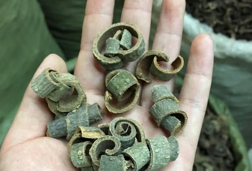  厚朴@四川一种“特产树”，20年才能剥皮，树皮晒干卖4元一斤