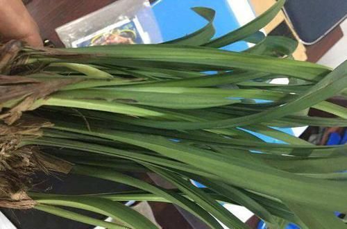 『把鹅卵石』上盆的兰花一个星期就黄叶,是正常退草还是腐烂,怪鹅卵石吗?