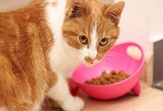  #纵容#猫咪都存在的5个“坏毛病”，主人绝不能纵容！