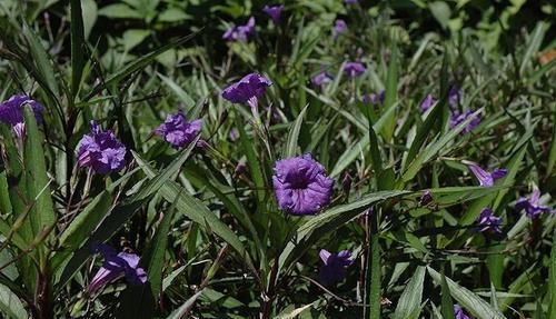  「观花」这种名叫兰花草的植物，是不是你要找的观花植物呢？