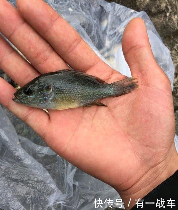 义乌河道现“花鲫鱼”，迅速繁殖数量众多，当地人泛滥了