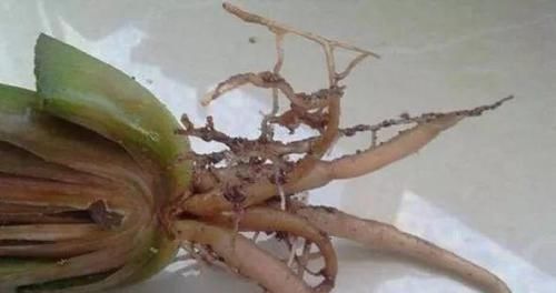  #割断#多肉出这四种“症状”，接着就是割断，半个月就生根