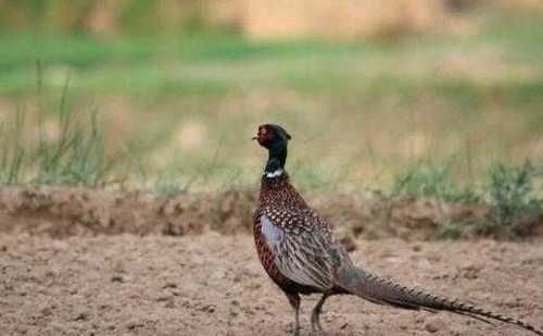 农村老俗话“上山甲鱼，下山野鸡不能碰”什么意思有何道理吗！