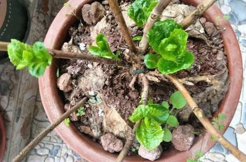  「南方」绣球不开花？过早“露养”造成，容易生“灰霉菌”，还不开花