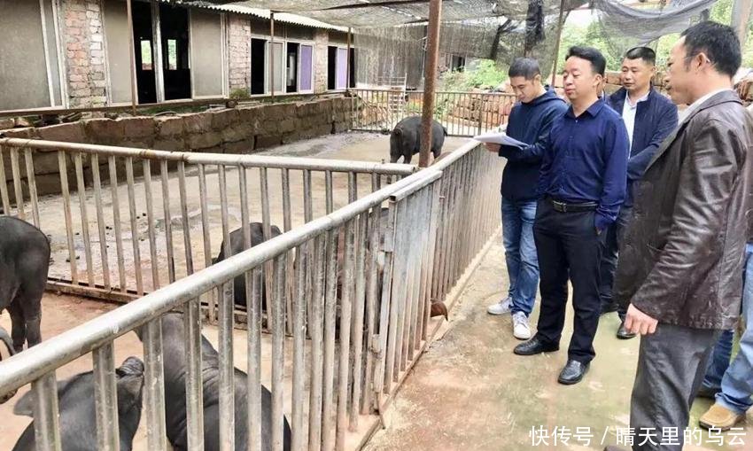 农村“禁养”搞一刀切，一头都不让养吗抱怨前先看清官方咋说的