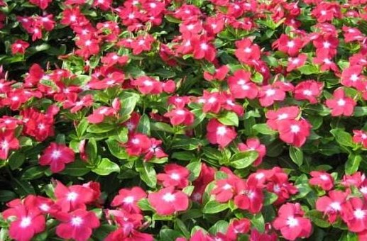  『暗淡』打造阳台“氧吧”，就用5朵小花点缀，花开幽香暗淡，窈窕美丽