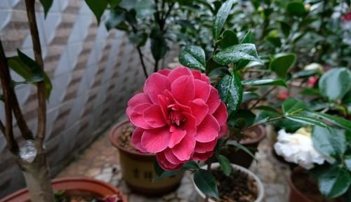 『找到』茶花和茶梅傻傻分不清?7个方法,分分钟找到不同点