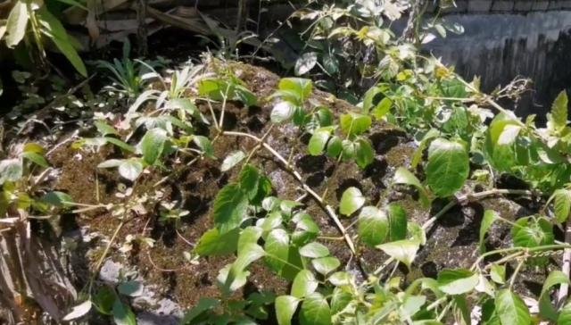  关节痛：农村山坡一种“五爪龙”，果实像野葡萄，挖根泡酒能治