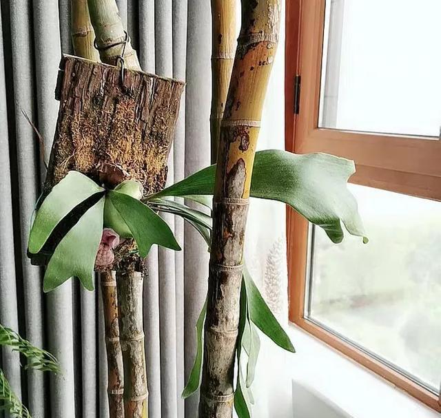 「荷叶铁线蕨」6种适合卫生间养的蕨类植物,耐阴好养活,杀菌去异味!