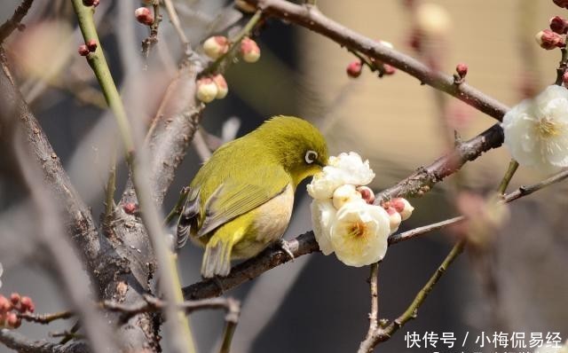 梅花的梅花的画