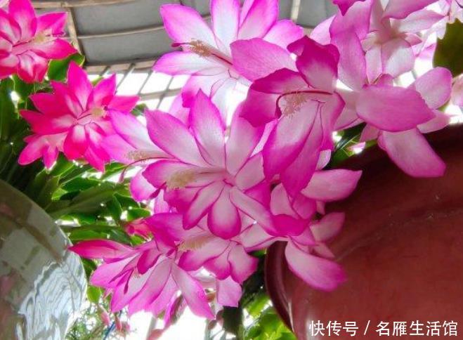  『扦插』现在“种下”5种花，只需1片叶子，秋冬开满阳台，开花一茬接一茬