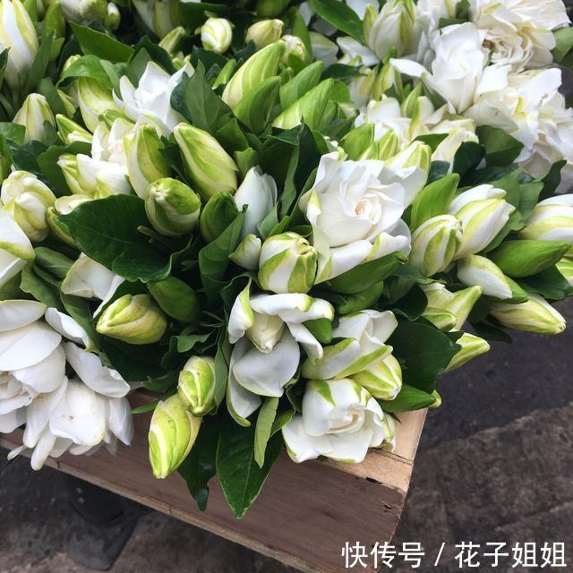 #栀子花#栀子开花时间又到了,做好这几点,开花洁白纯净,散发满屋栀子香