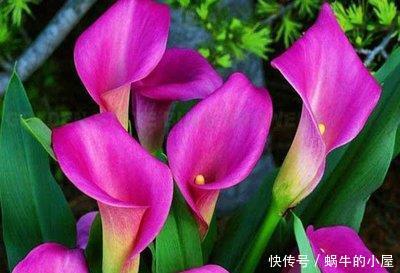  『甜蜜红木香』喜欢养护漂亮的花卉，就选择3种花卉，开花优雅漂亮，养花必备