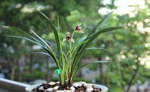  『花箭』养兰花？记住这个“温度”，新芽冒不停，花箭“半米高”