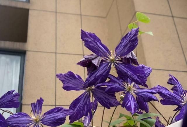  『露台花园』造花园，一定不能少这3种花，每一种都是当之无愧的开花机器！