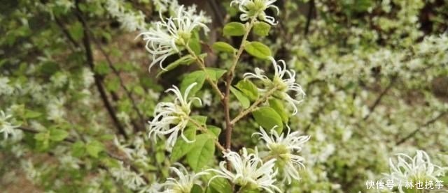 『檵木花』山里这种植物,到处都有,不做盆景,简直屈才了