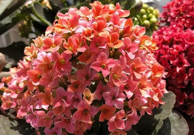 【度夏】想把长寿花养成老桩?做到这“两点”,植株轻松变“老桩”盆景