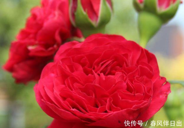 「选择」喜欢养护花卉,就可以选择这款花卉,满足欣赏和幸福美满为一体