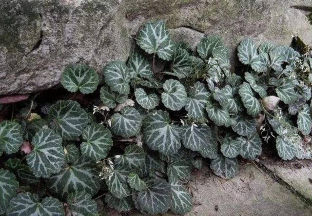  【就经常】此种“虎耳草”，叶片比碗大，生长在农田里，并不多见，珍贵！