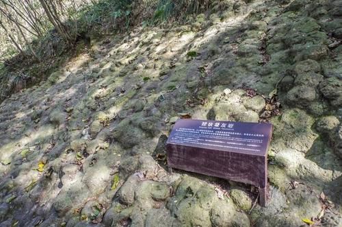 这里遍地都是硅化木化石，还有满坡的恐龙蛋却没有人去挖