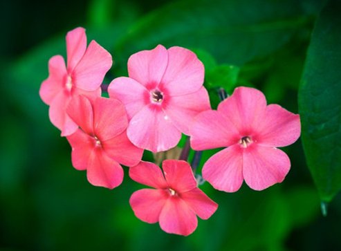  『家里』家里阳台养上这些花朵，漂亮又美丽，主要是比香水还香
