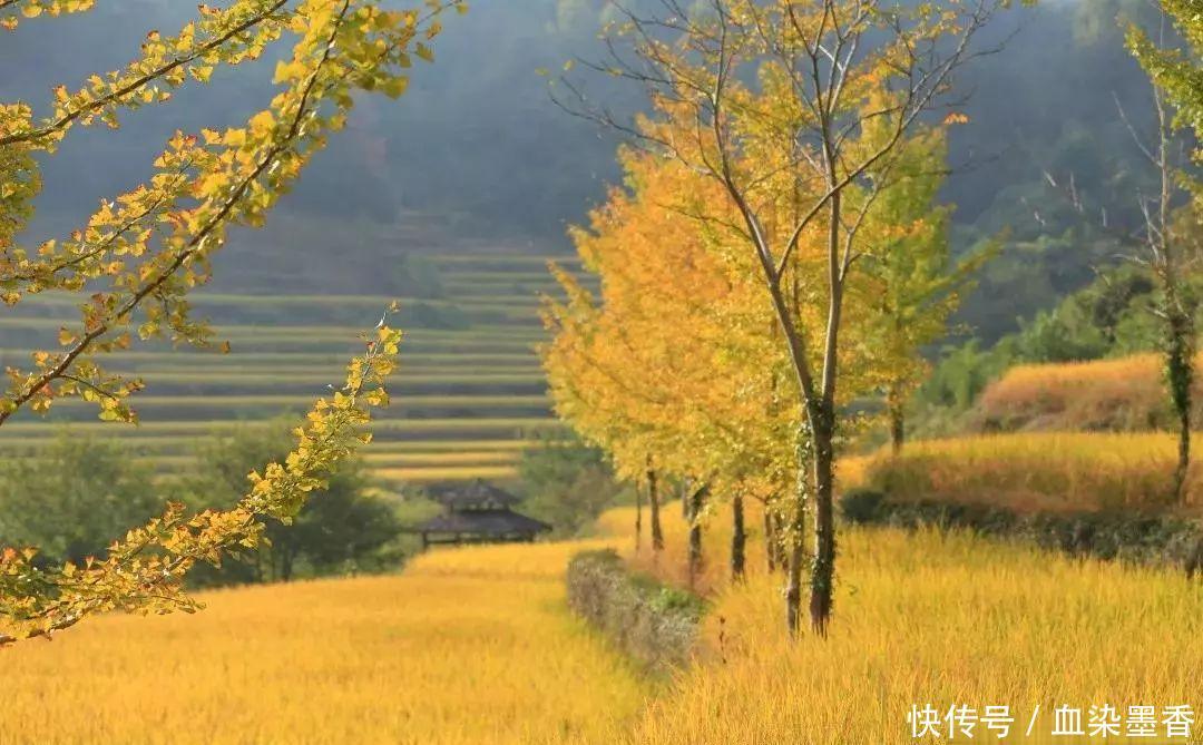 徽州秋景美不胜收 灵山稻黄更让人沉醉