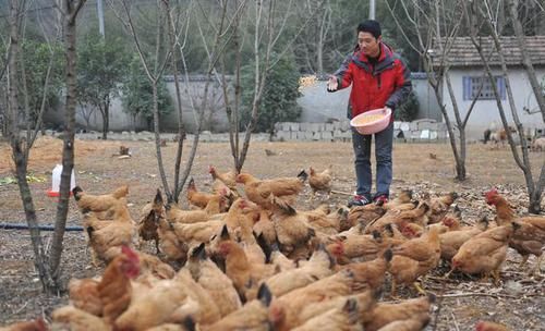  「鸡舍」散养鸡问题，用对这6招，简单管用全解决